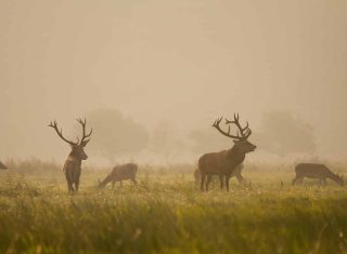93d86fe45424f3485a2718aaaabf493820fedfbf
